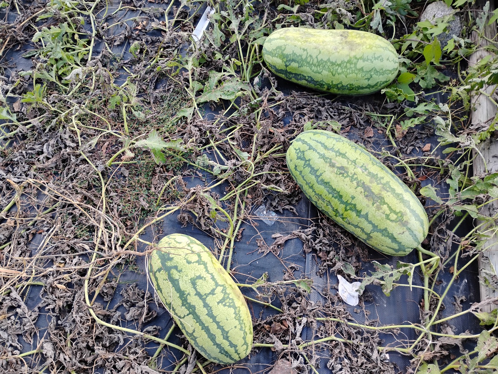 Iowa Grown Organic Striped Watermelon Seeds, NON-GMO, Gumbo Soil Pure 20-35 LBS