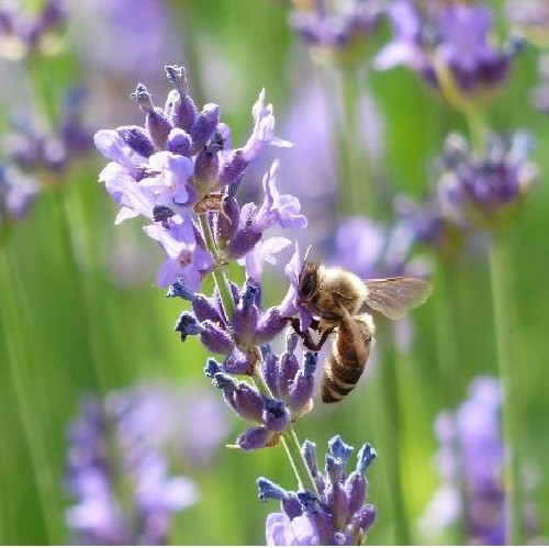 Common English Vera Lavender Herb Flower 200 – 1 Oz Seeds Fragrant Pollinator