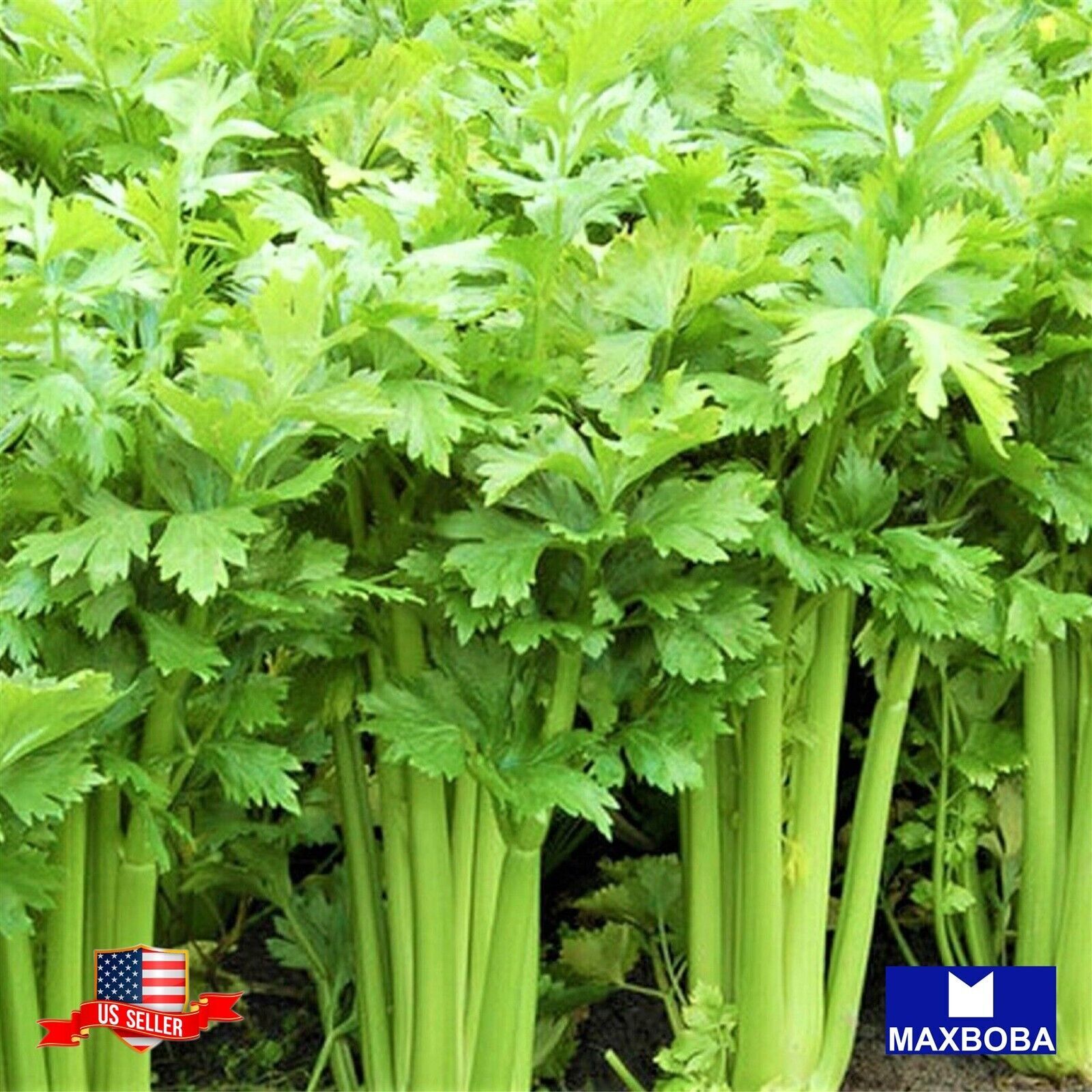 600+ Tendercrisp Celery Fresh Seeds Non-GMO Heirloom BTGO 75% OFF