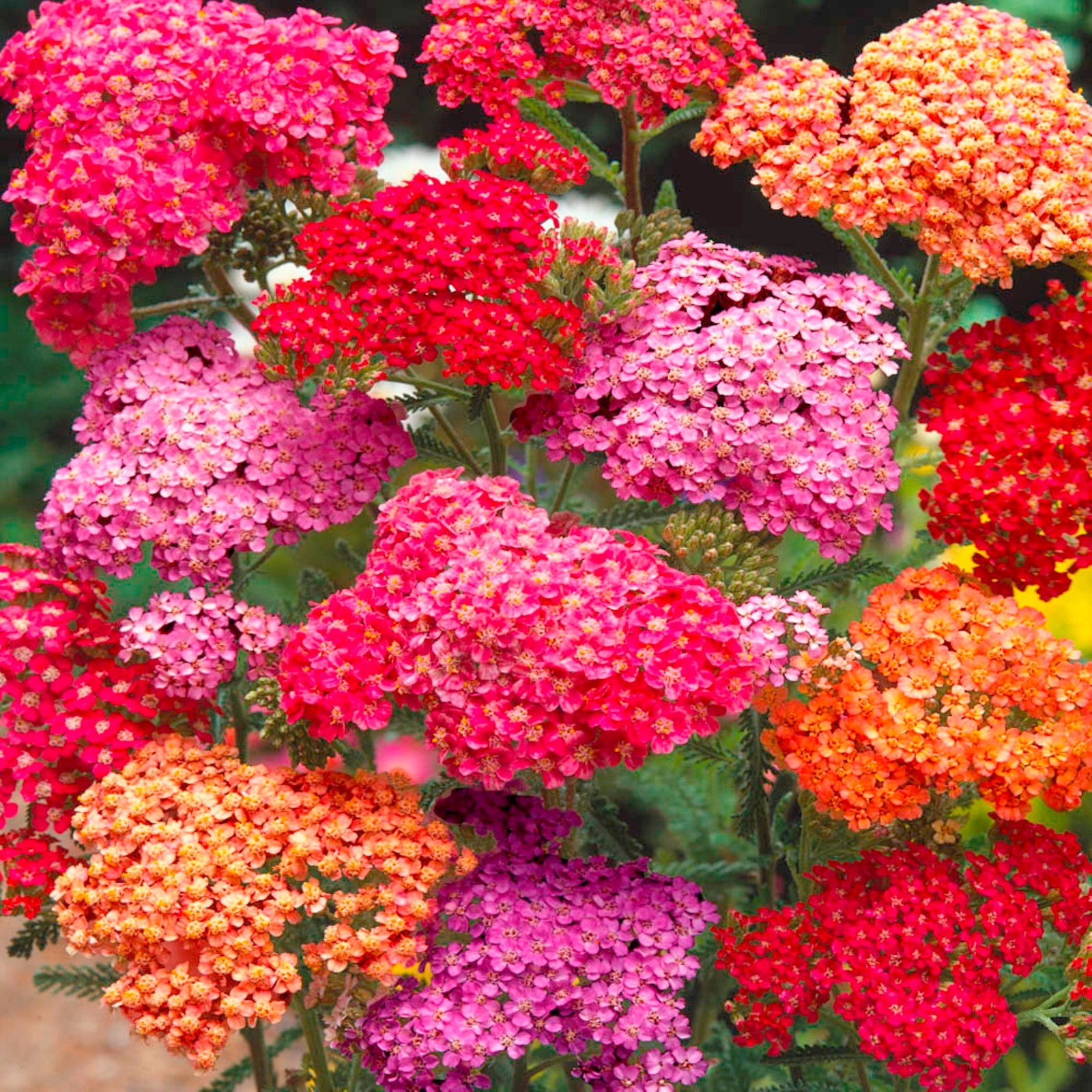 Yarrow Summer Berries – 25 Seeds -Great Dried! – Deer Resistant