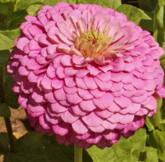Cottage Garden Series SIMPLY ROMANTIC Flower Mix White Pink Bouquet 500 Seeds