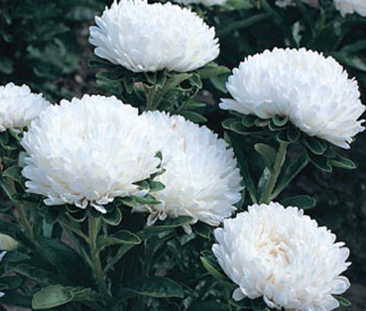 ASTER DWARF MILADY WHITE Callistephus Chinensis – 100 Bulk Seeds