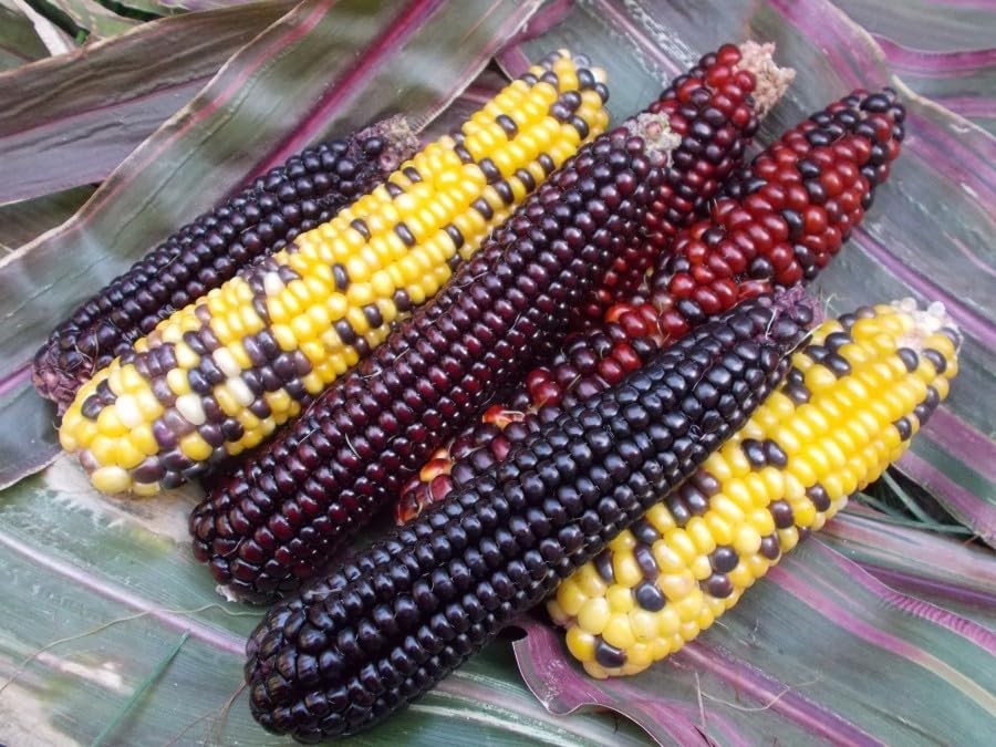 Seeds Corn Multicolor Montana Sweet Purple Yellow Red Garden Heirloom