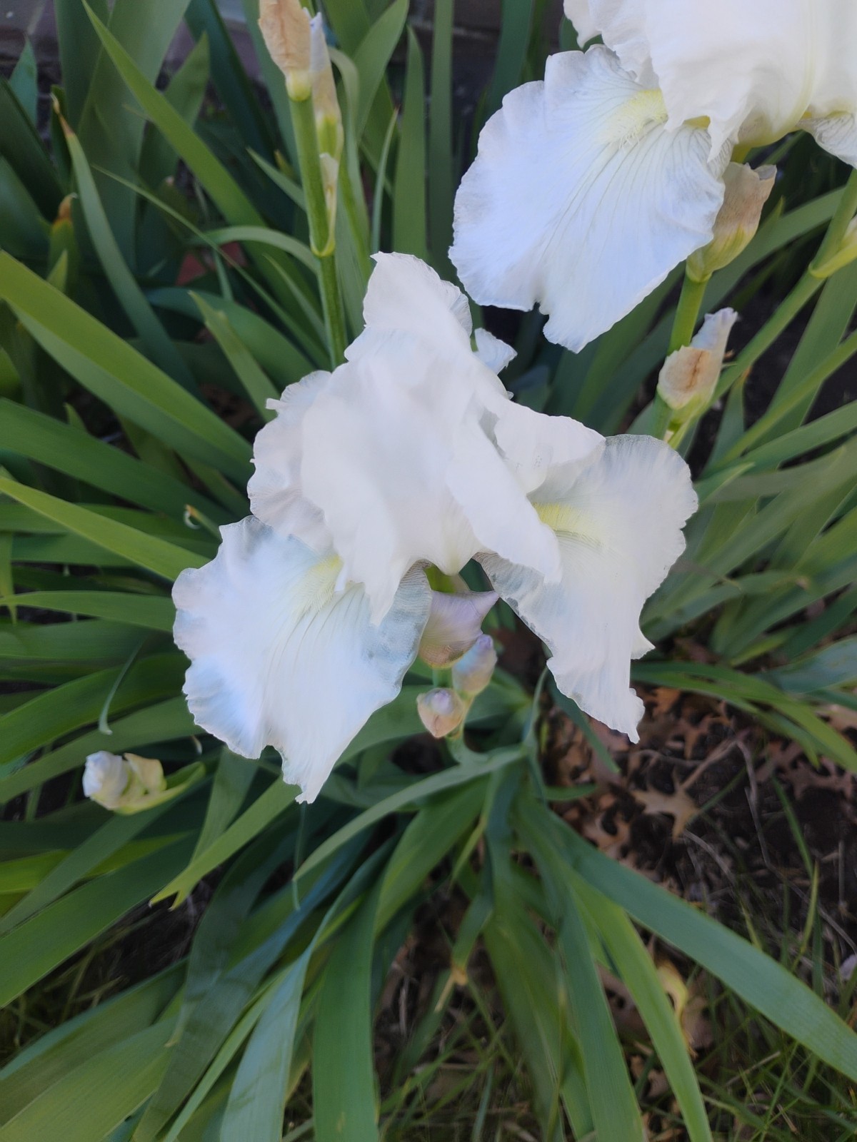 Tall White Bearded Iris 5 Rhizomes
