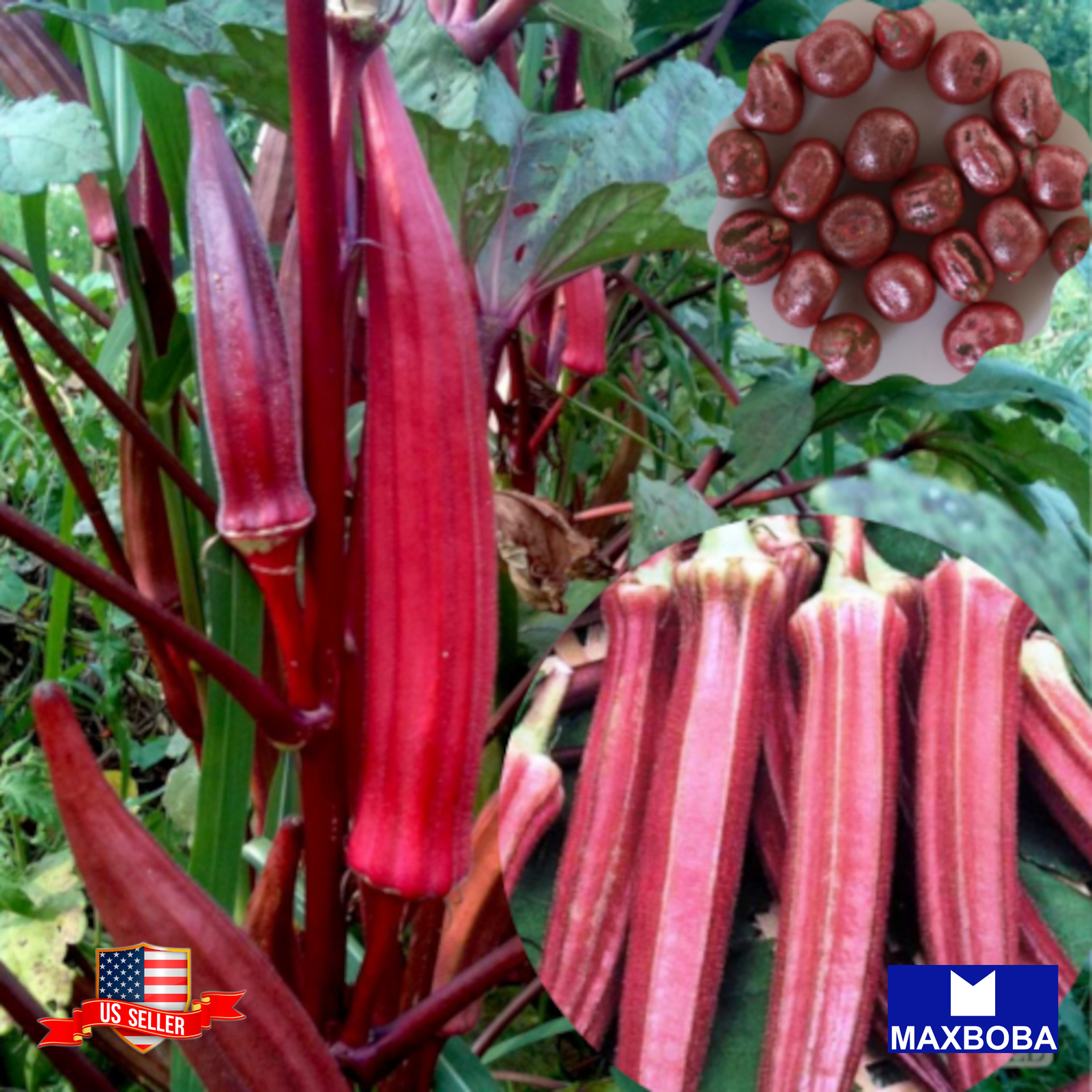 100 Okra Seeds Red Burgundy Non-GMO Heirloom BOGO 50% OFF