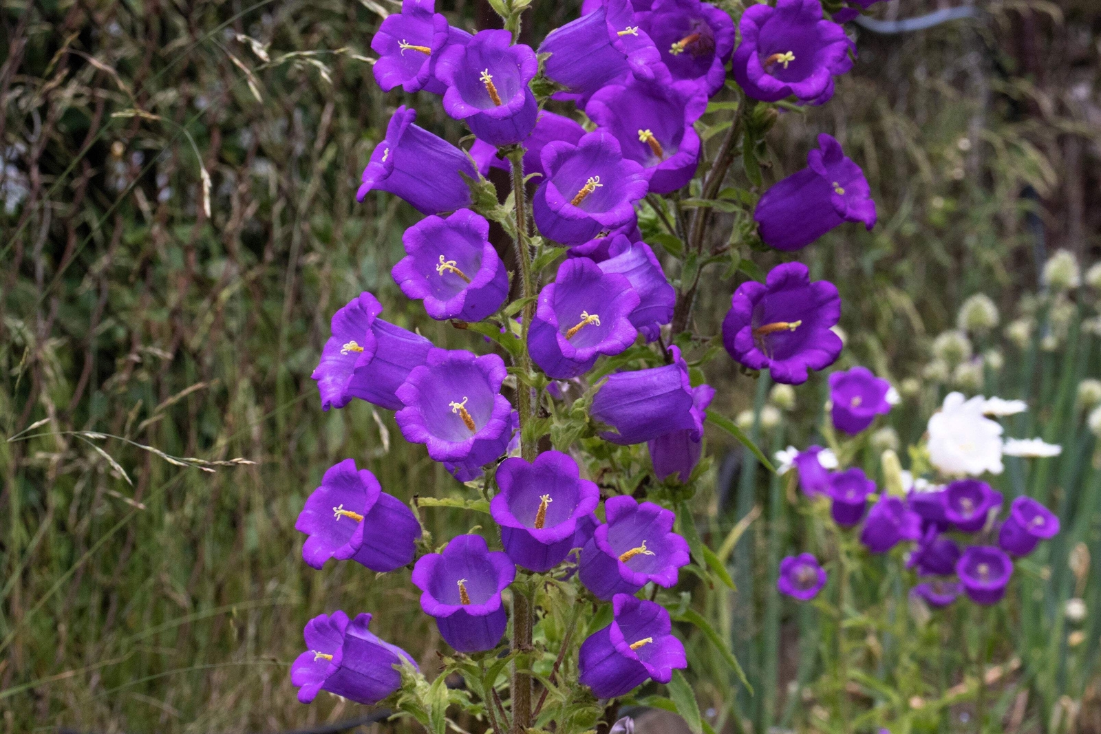 200 BLUE CANTERBURY BELLS – CAMPANULA Medium Flower Seeds *Comb S/H