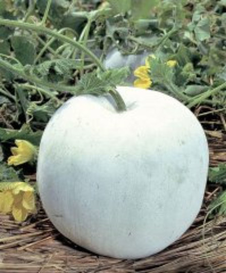 60 ROUND WAX GOURD Seeds; Winter Melon; Indian Ash Gourd; Dong Gua; 圓型冬瓜