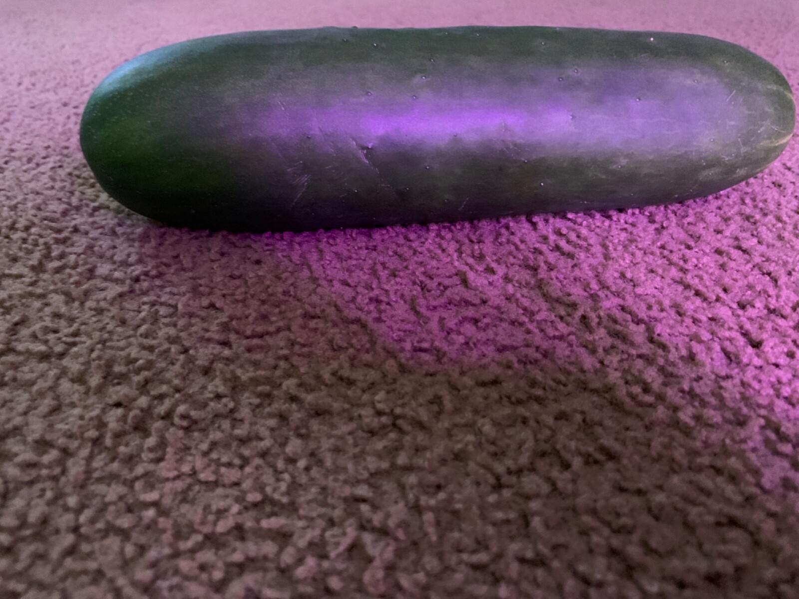 Giant Cucumber  1 foot long, 3 inches wide, grown in georgia.
