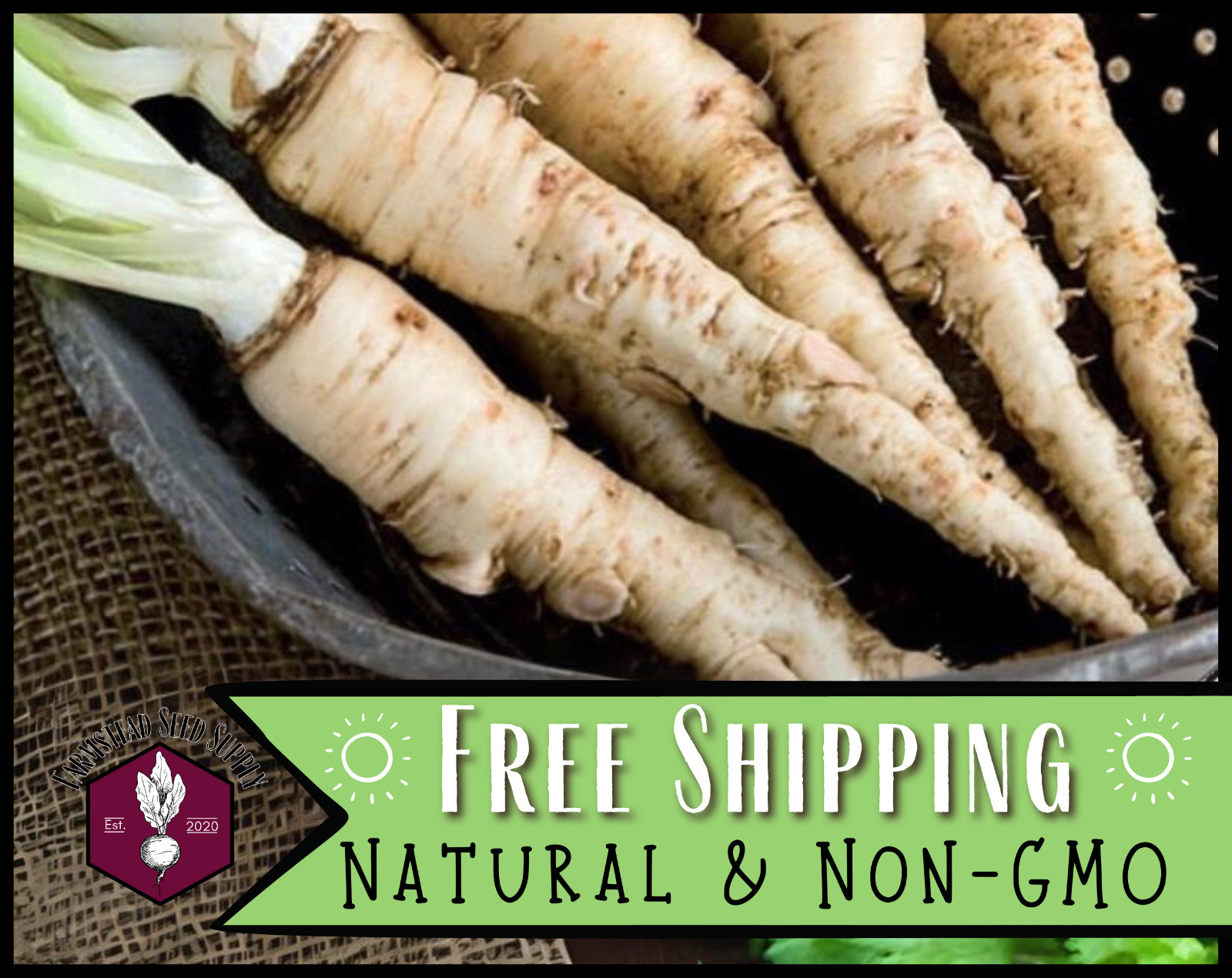 225+ Salsify Seeds [Sandwich Island] Vegetable Gardening, Heirloom, Non-GMO