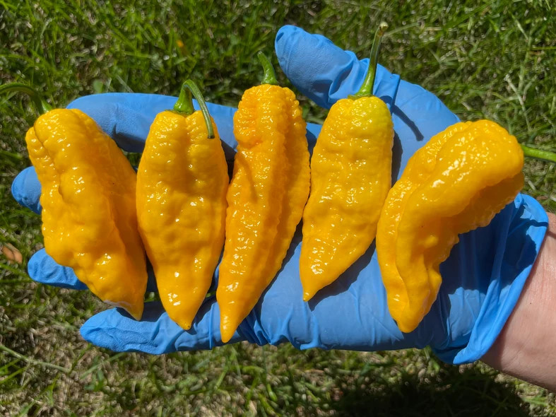Sherwood’s Yellow Carboruga Superhot Pepper Seeds Packet Organic NON-GMO Garden
