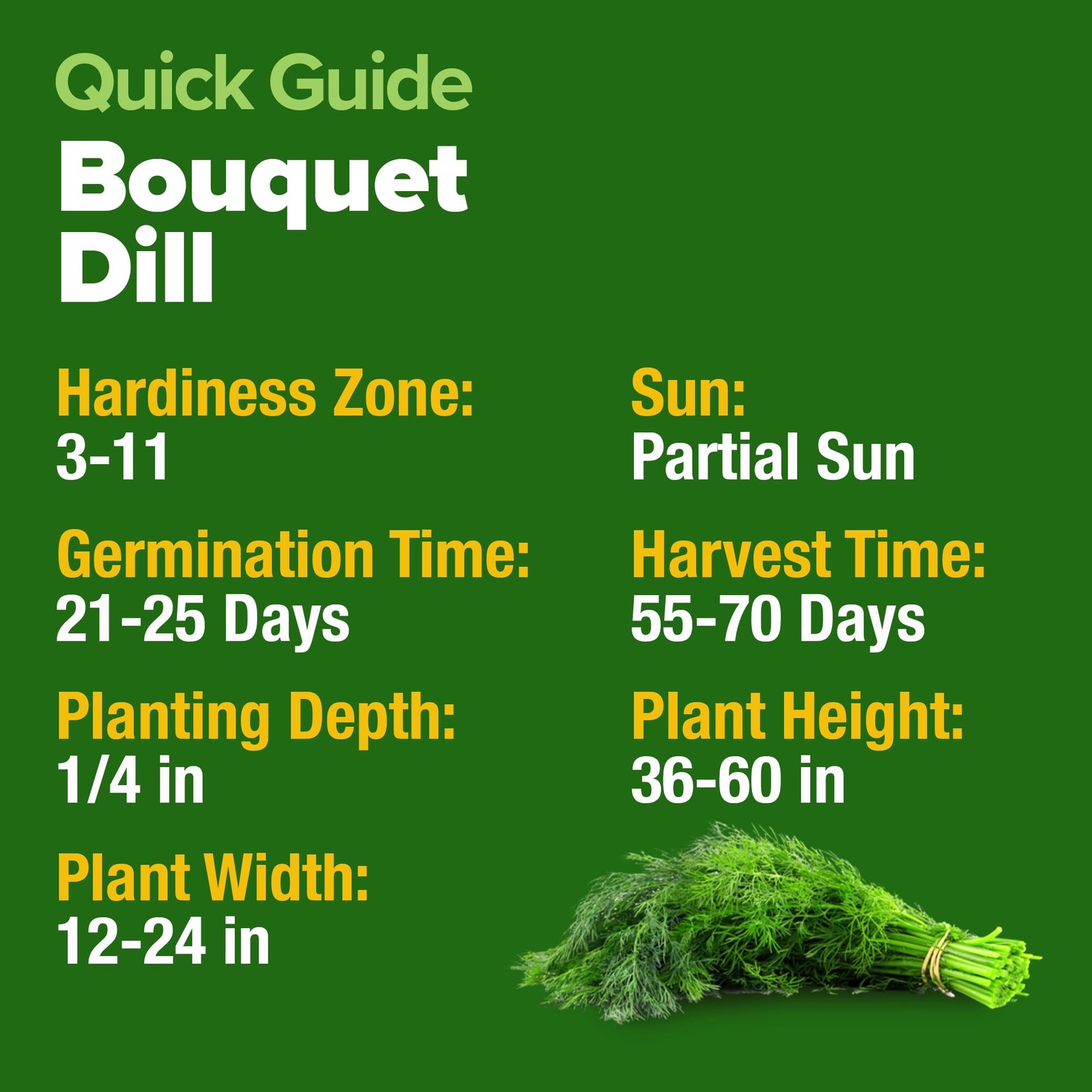 Non GMO Dill Seeds for Planting 1,014 Bouquet Dill Seeds and Heirloom Herb Se…