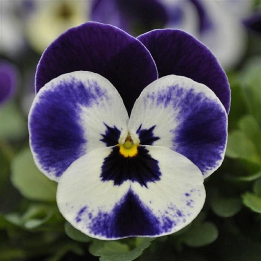 Viola Seeds 50 Seeds Viola Quicktime Mickey Flower Seeds