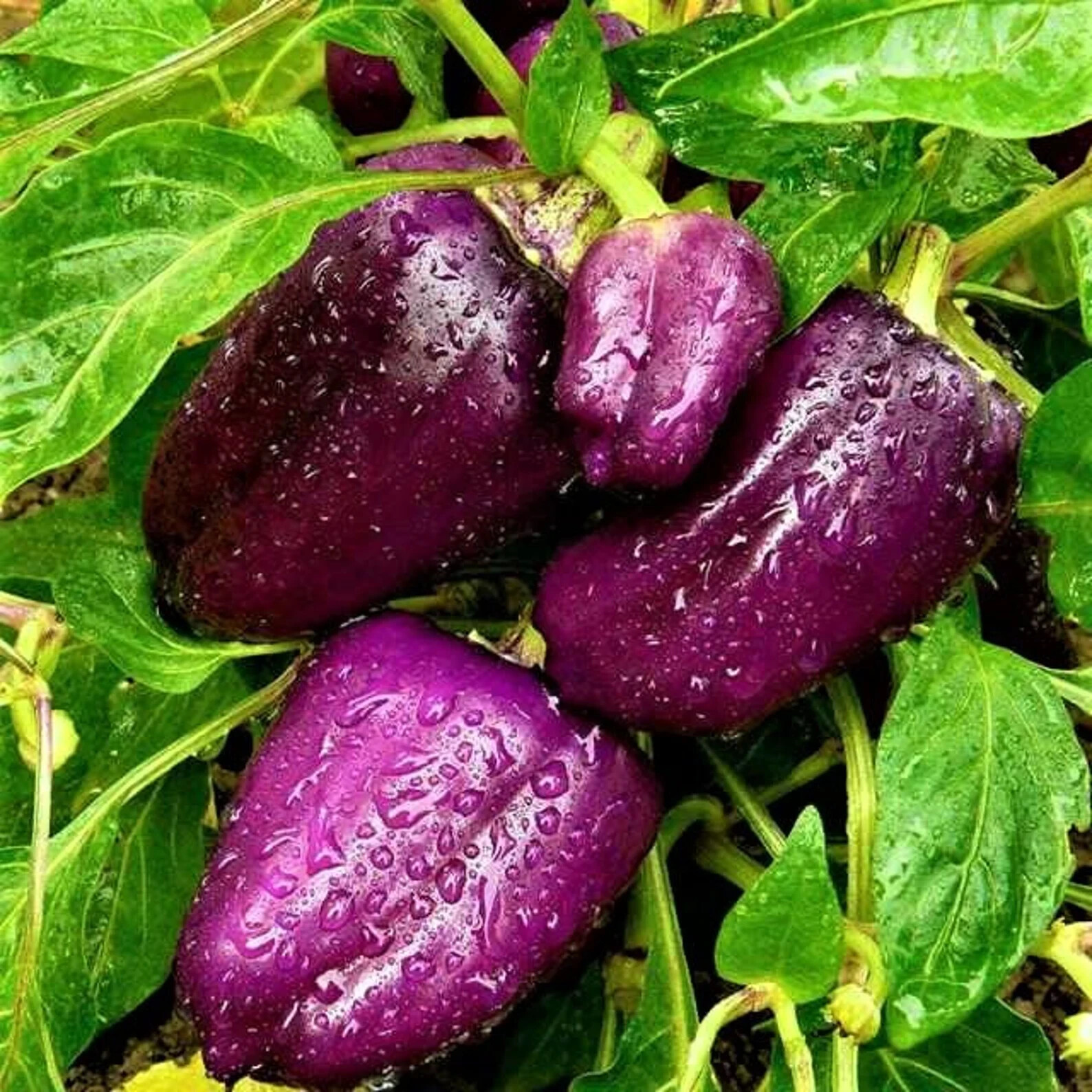 Purple Bell Pepper Lilac 15 seeds