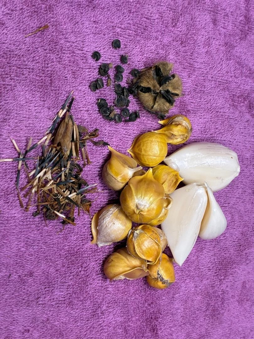 Elephant Garlic Cloves & Seeds, Hollyhock & Marigold Seeds-100pcs-FREE SHIPPING