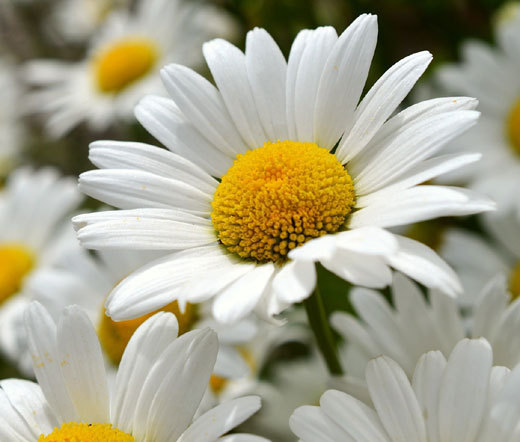 DAISY SHASTA Chrysanthemum Maximum – 5,000 Bulk Seeds