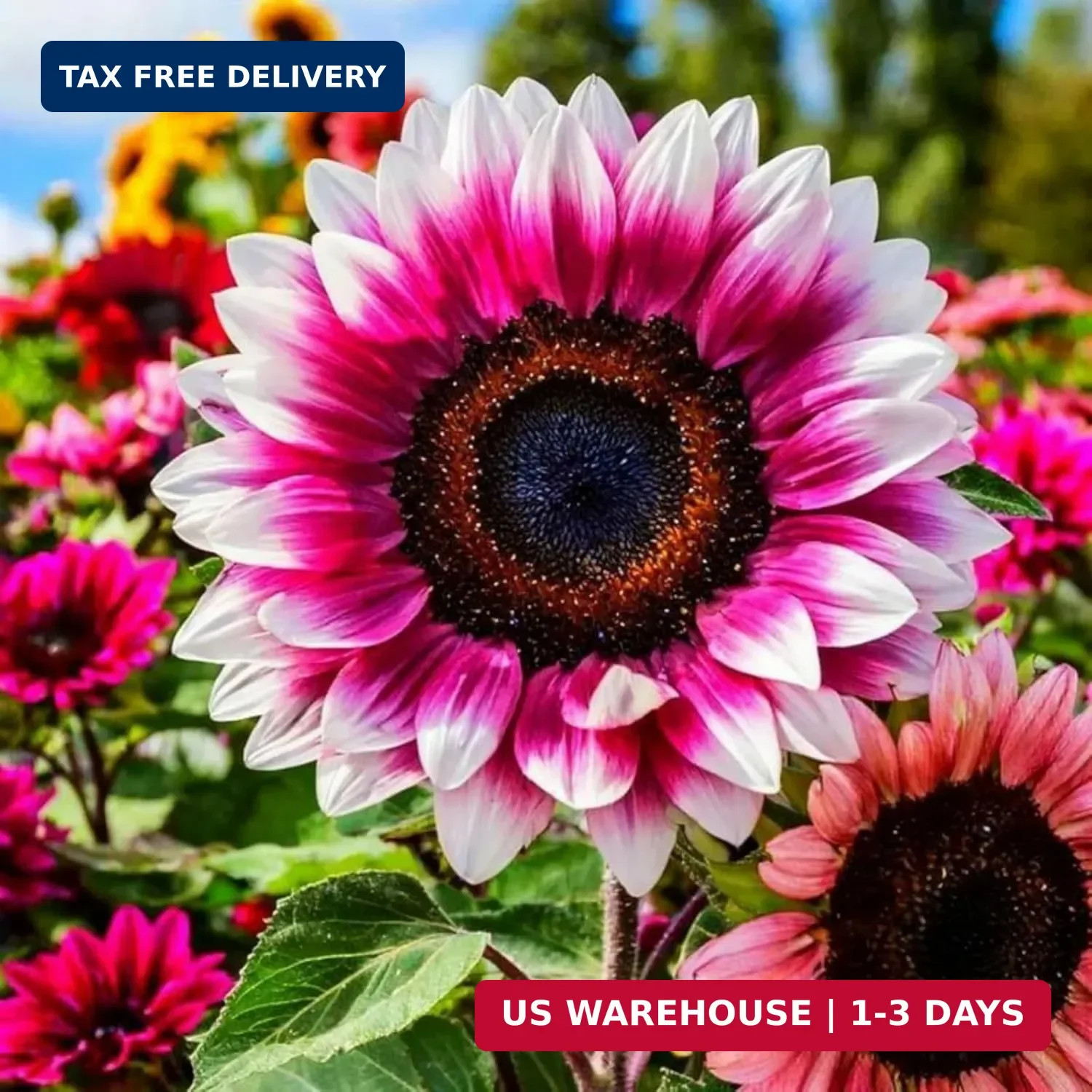 100+ Sunflower Seed for Planting – Dwarf Sunflower Seeds Non GMO Heirloom Seeds