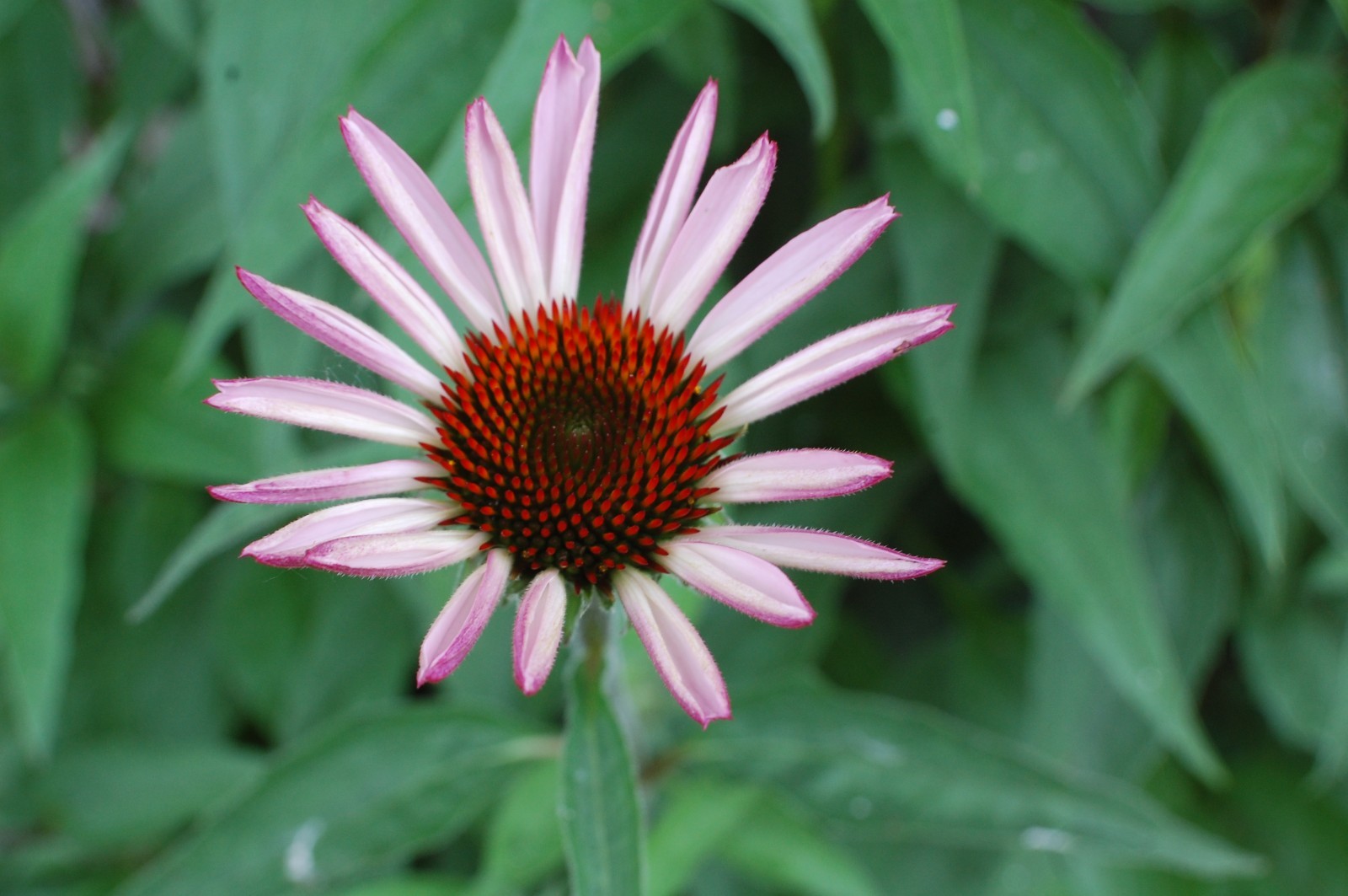 1 gram+ Echinacea Purpurea Seeds/Purple Coneflower/Native Eastern US/Host Plant