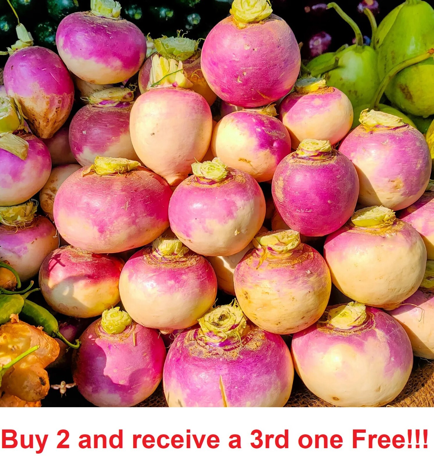 Purple Top Turnip Seeds Non-GM 1500+ seeds