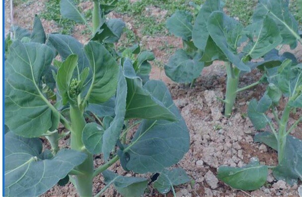 FreeShip 2-OZ 12,000+ Green Pointed Leaf Gai Lan seeds; GAILAN Chinese Kale 綠葉芥蘭