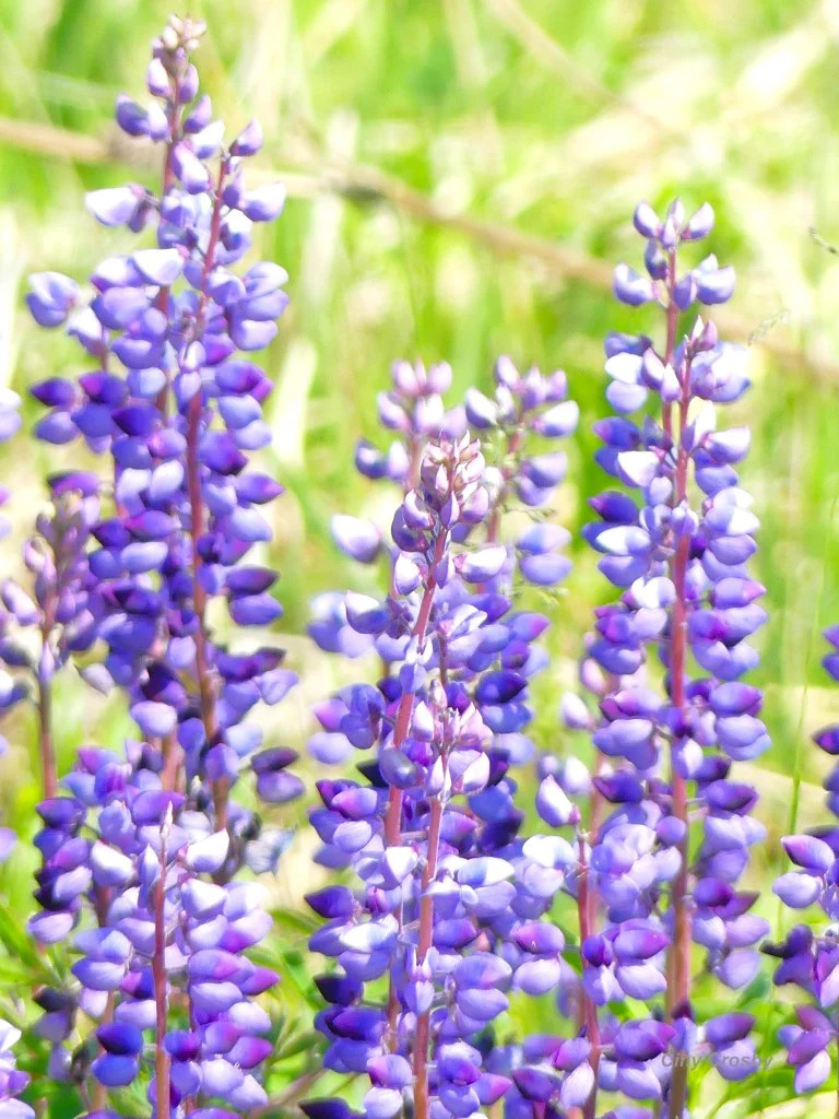 Blue Bonnet Perennial Lupine Seeds | Sundial Lupin Bluebonnet Flower Seed 2025