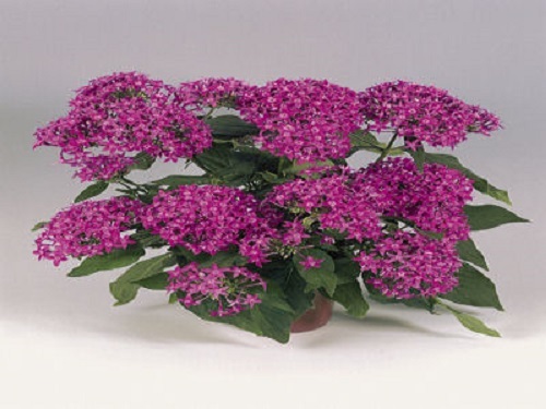 25 Pelleted Seeds Pentas Graffiti Violet Pentas Seeds (Star Flower)
