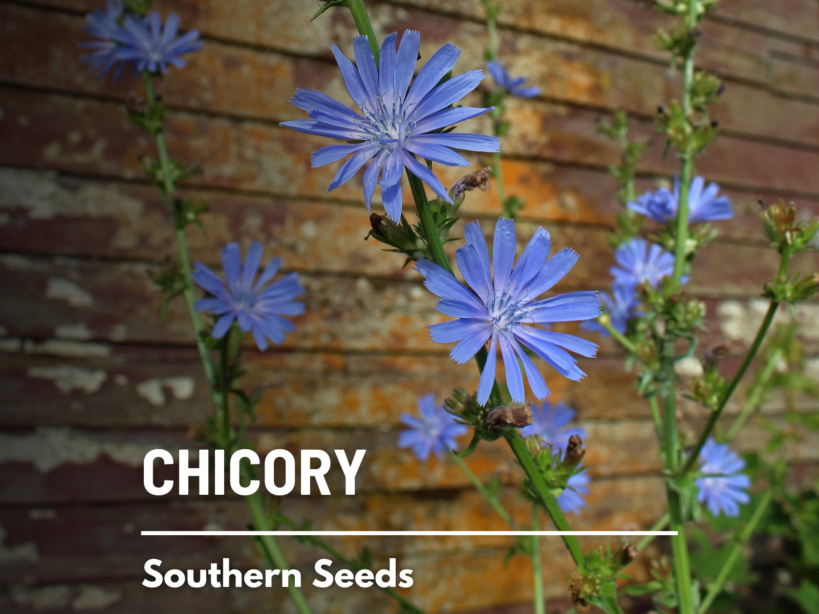 Chicory – 200 Seeds – Wildflower – Medicinal Herb – GMO Free (Cichorium Intybus)