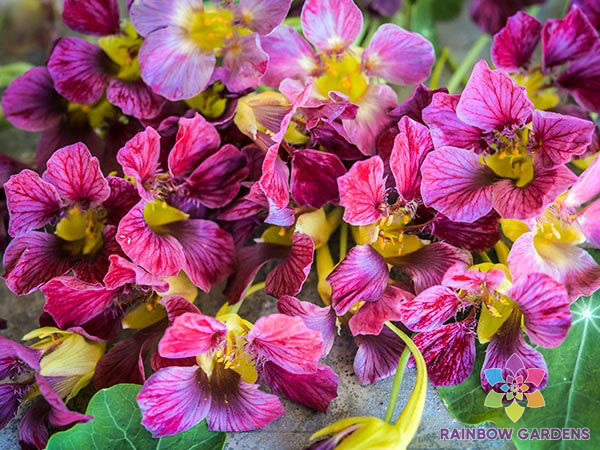 50+ Purple Emperor Nasturtium Seeds for Garden Planting – USA – FAST SHIPPING!