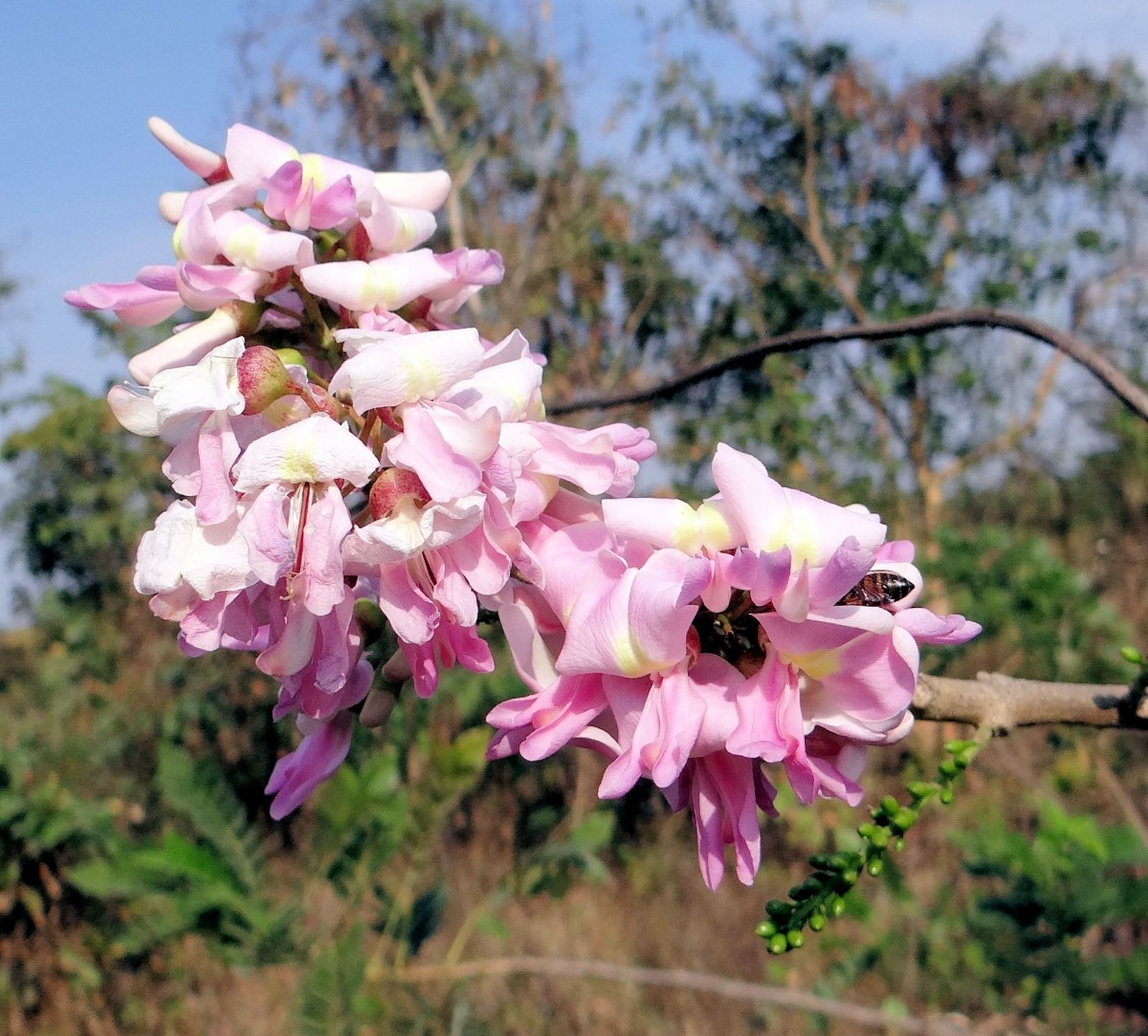 10 Seeds Gliricidia sepium Forest Lilac Ornamental Tropical Seed Pack
