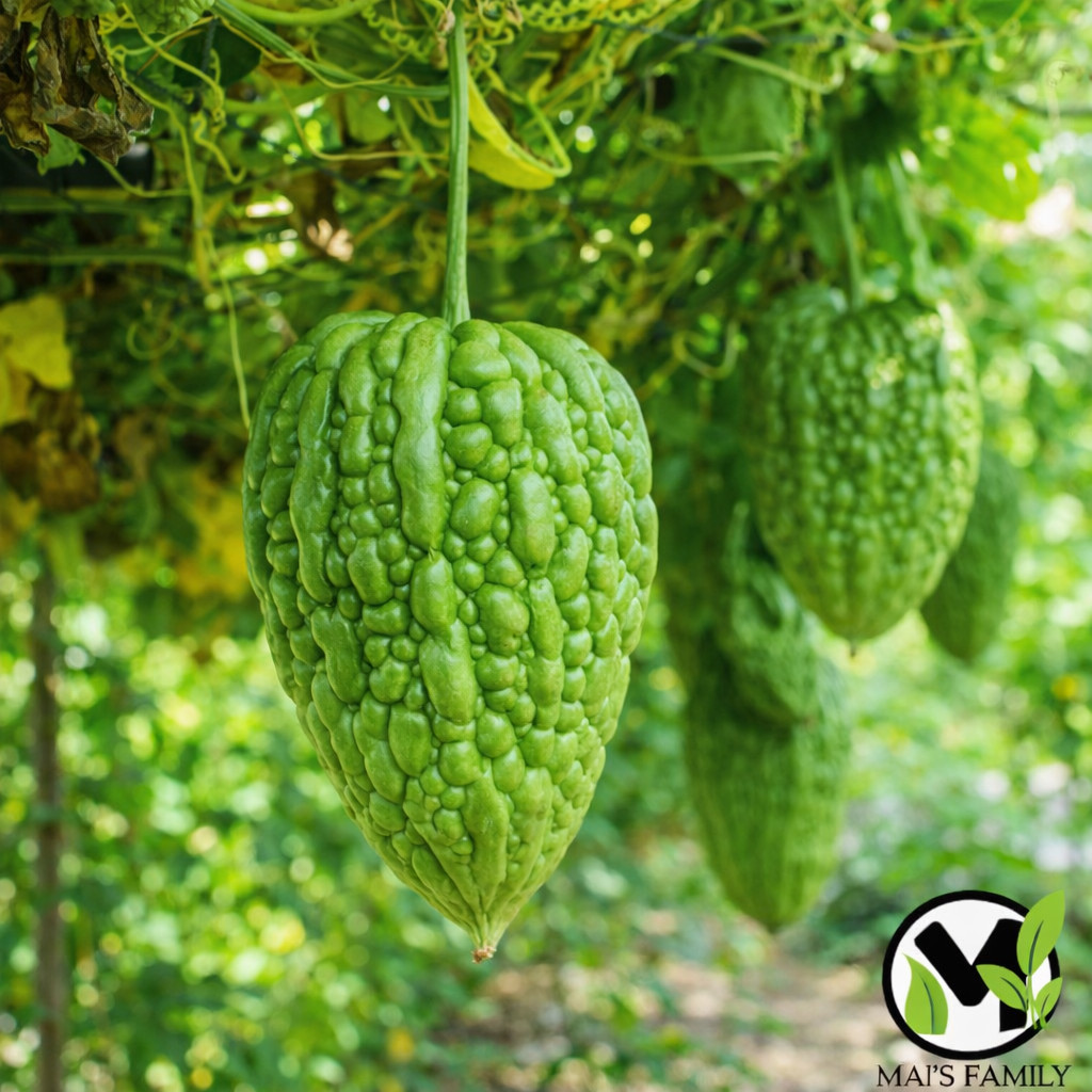 Big Heart Bitter Melon Seeds | Momordica charantia | F1 Hybrid Heirloom Non-GMO