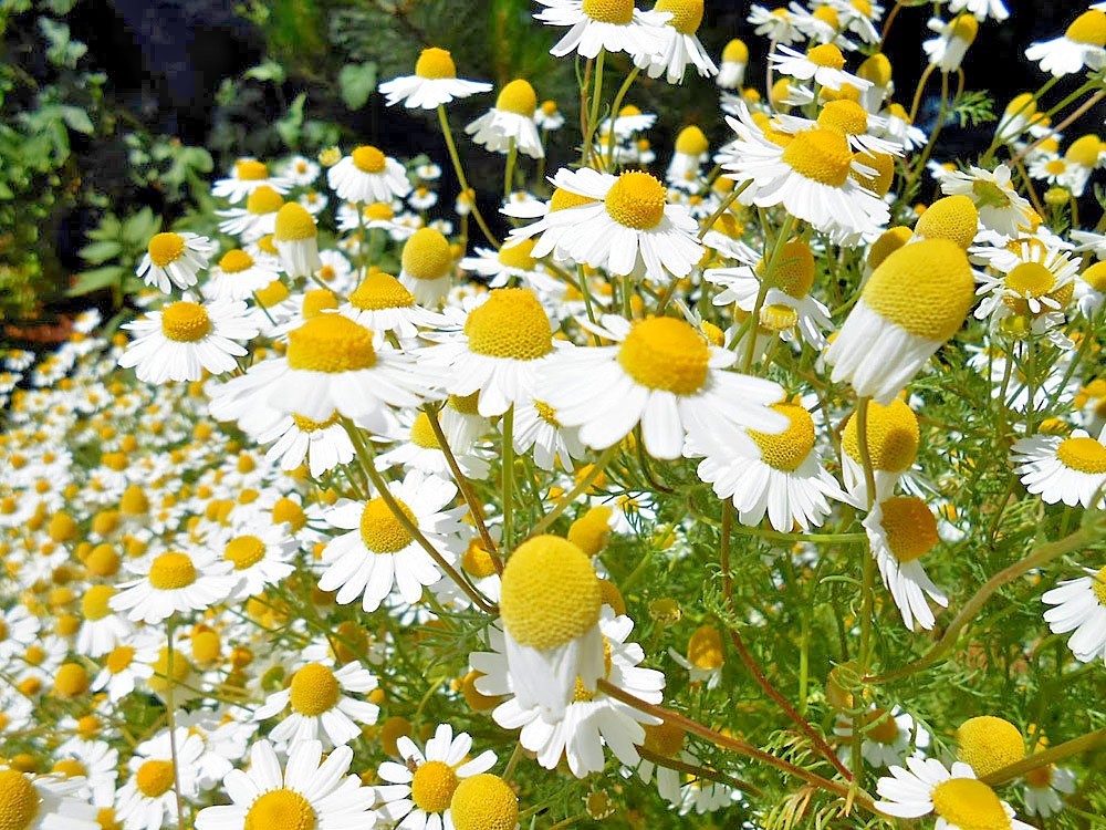 2001+Common German CHAMOMILE Flower Seeds Organic Herb Tea Garden Container Easy
