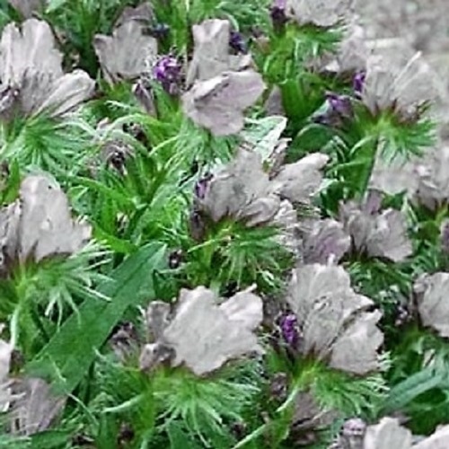 25 WHITE VIPER’S BUGLOSS Echium Plantagineum White Bedder Flower Seeds *Comb S/H