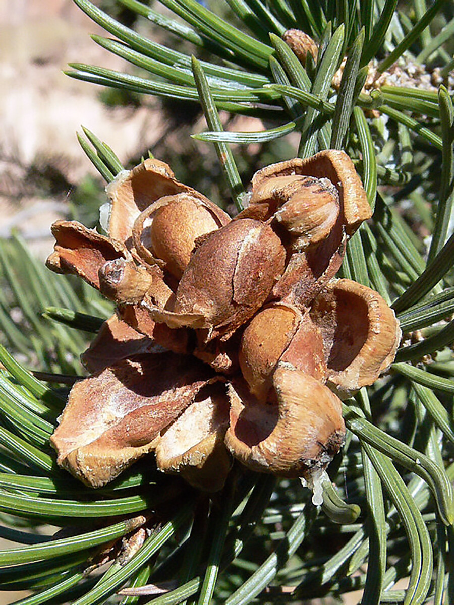 Colorado Pinyon Pine, Pinus cembroides Edulis, Tree Seeds