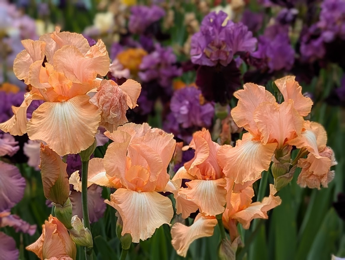 ”Lace Legacy’ Tall Bearded Iris Rhizome PRE-SALE to Ship Aug/Sept