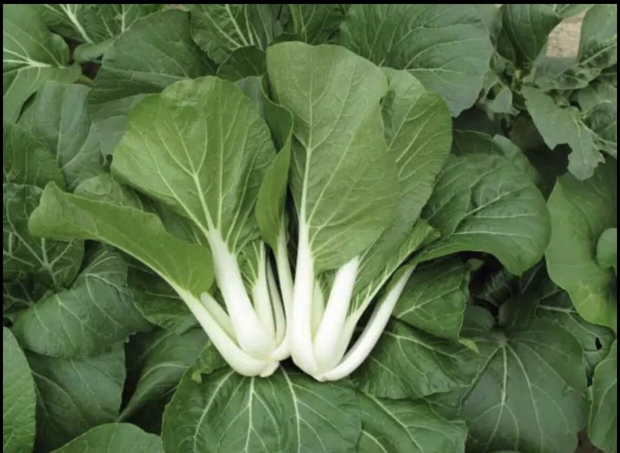 ‼️ BUY 2 GET 2 FREE‼️1,000+ SEEDS White Stem Pak Choi | Pechay | NON-GMO