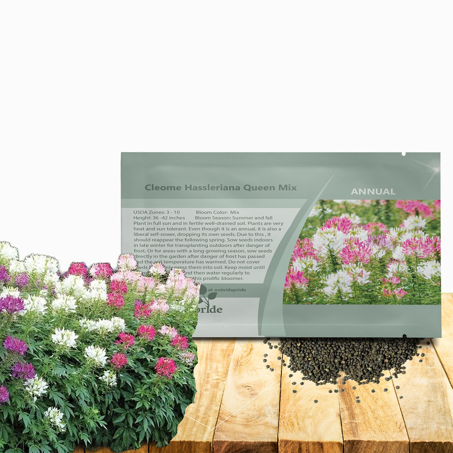 1000 Seeds Cleome Spider Flower Drought Resistant Plants For Xeriscape