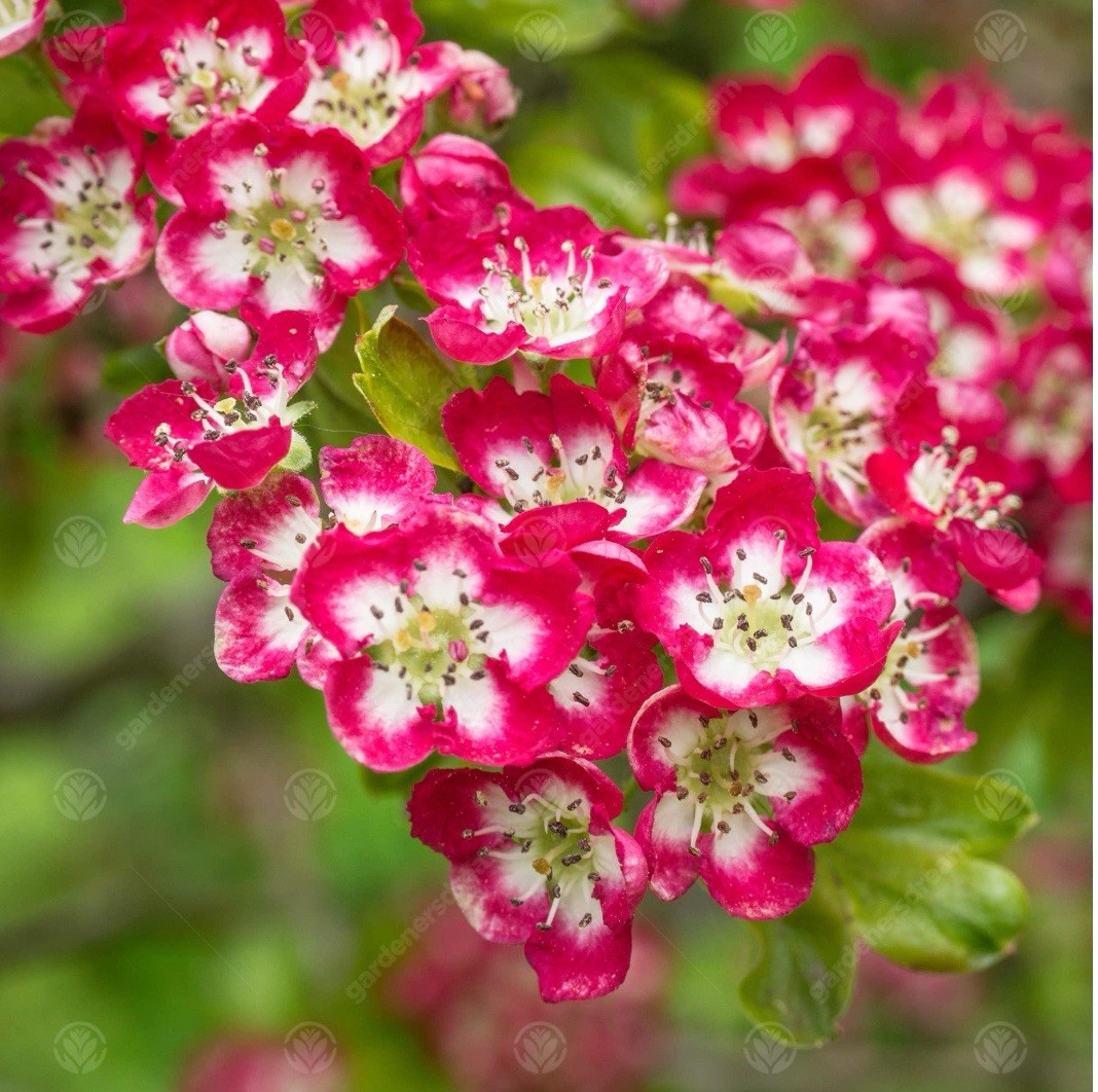 16-24” tall Crimson Cloud Hawthorn 1 year old grafted plant, well rooted,