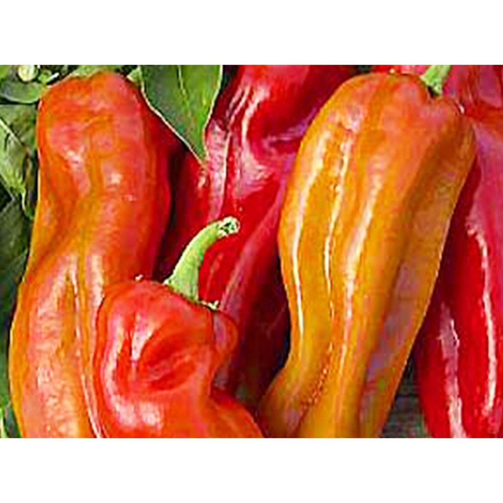 Cubanelle Pepper 25 Seeds Non-GMO Heirloom Beautiful green to yellowish orange t