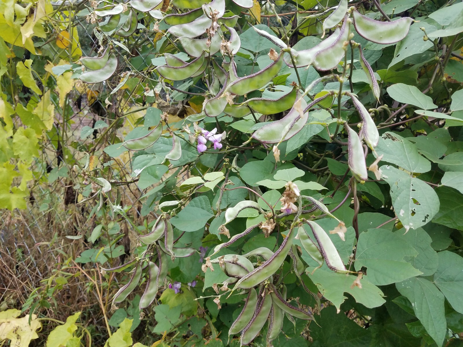 Green purple Hyacinth Bean Vine Seeds, Bataw, Egyptian bean (20+ seeds)