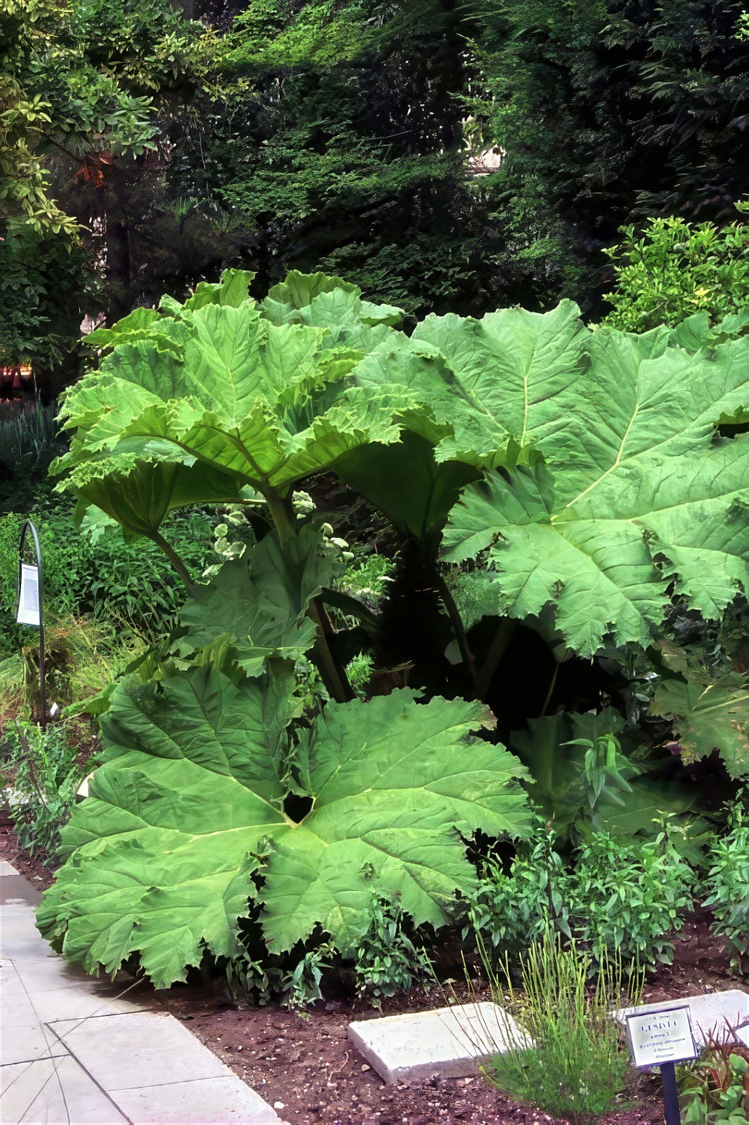 GUNNERA MANICATA SEEDS “Dinosaur Food” Giant Hardy Exotic Flower Plant RARE!