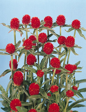 Gomphrena haageana Qis Red 500 seeds