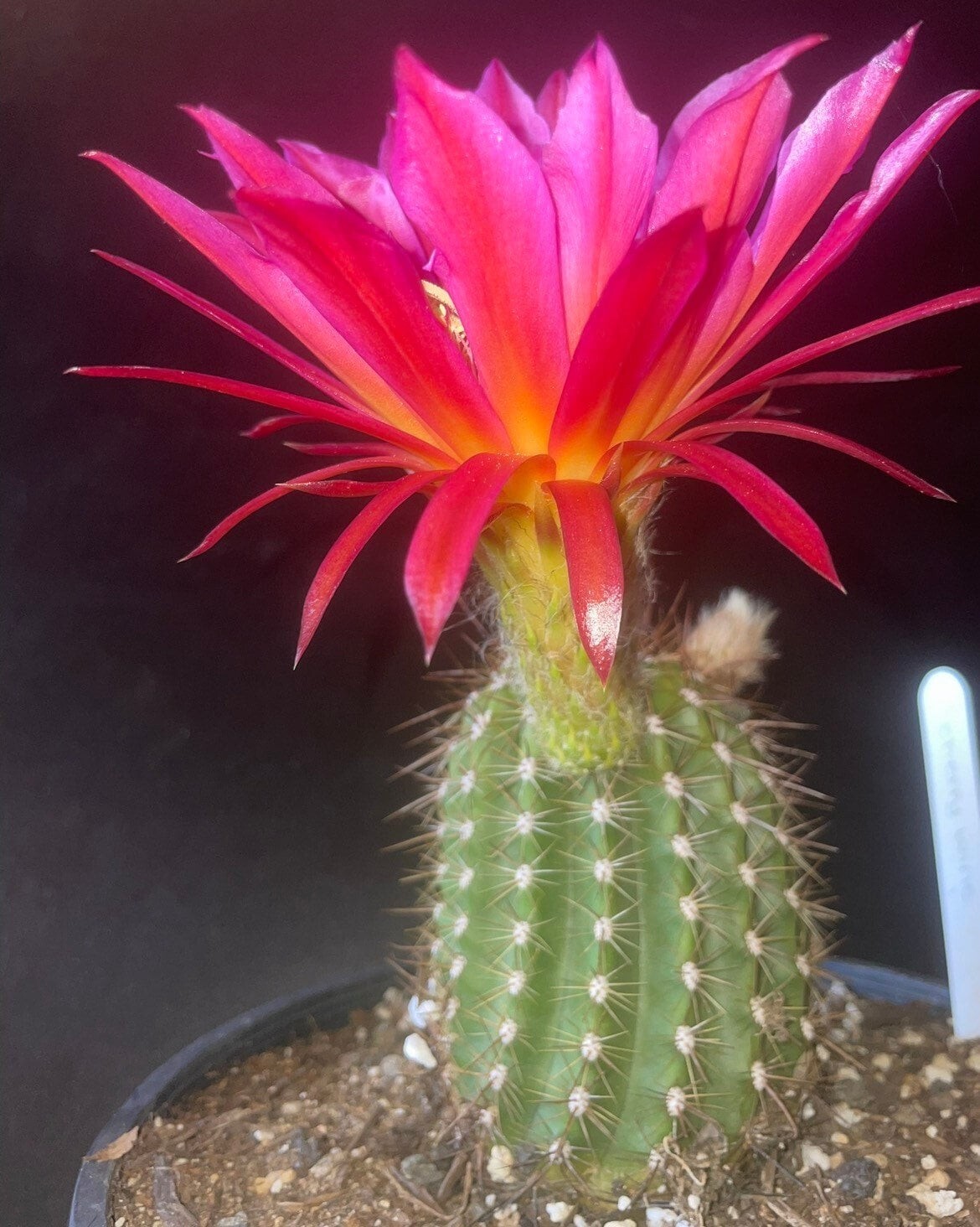 6 INCH,T.Cereus,CHERRY WINE,Echinopsis,Cactus,Blooming,Plant,Succulent
