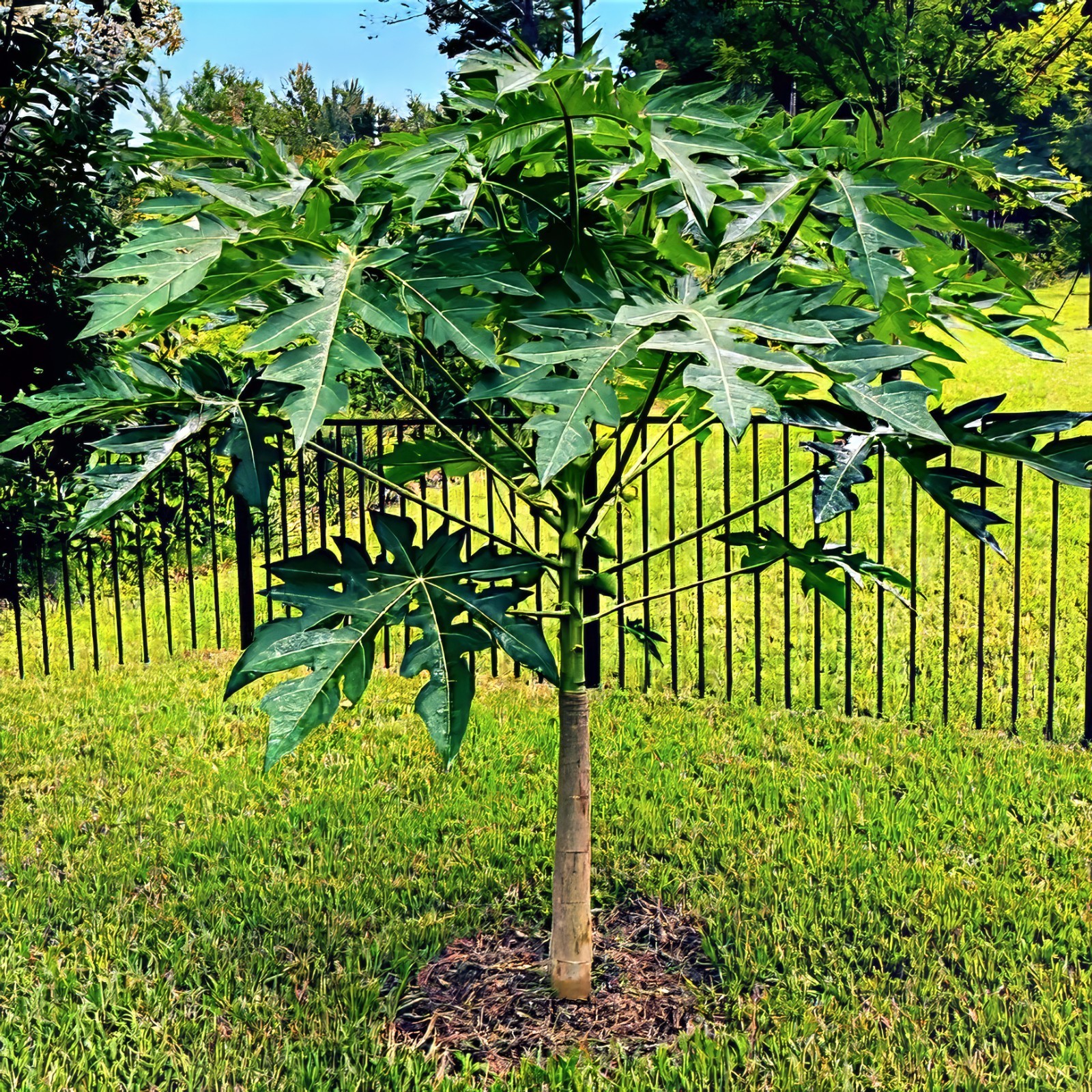 20 Dwarf Hawaiian Solo Sunrise Papaya Seeds Carica Melon Rare NON GMO Fruit Tree