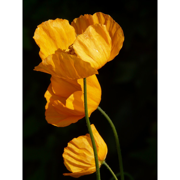 Poppy Shirley Mixed Seeds – Stunning Variety of 40 Seeds for Vibrant Garden