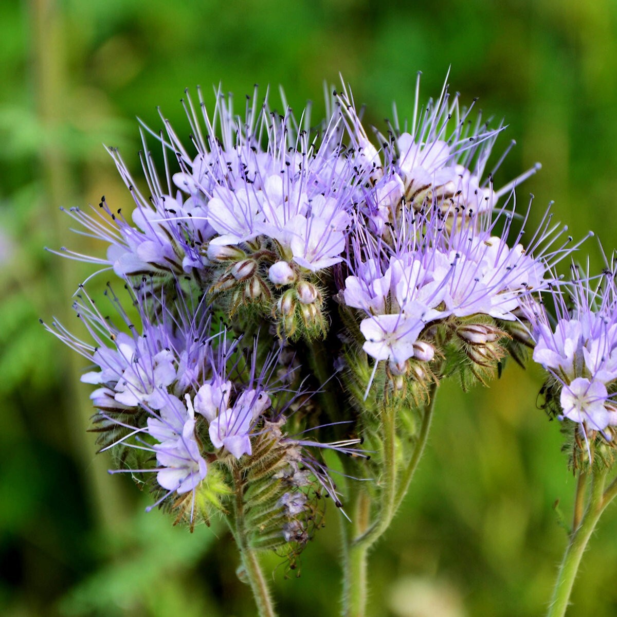 1/4 Lb Lacy Phacelia Wildflower Seeds – Everwilde Farms Mylar Seed Packet