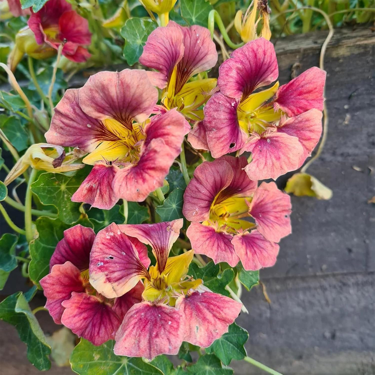 Rare Nasturtium Seeds for Planting – 150+ Mixed Nasturtium Seeds (Tropaeolum Maj