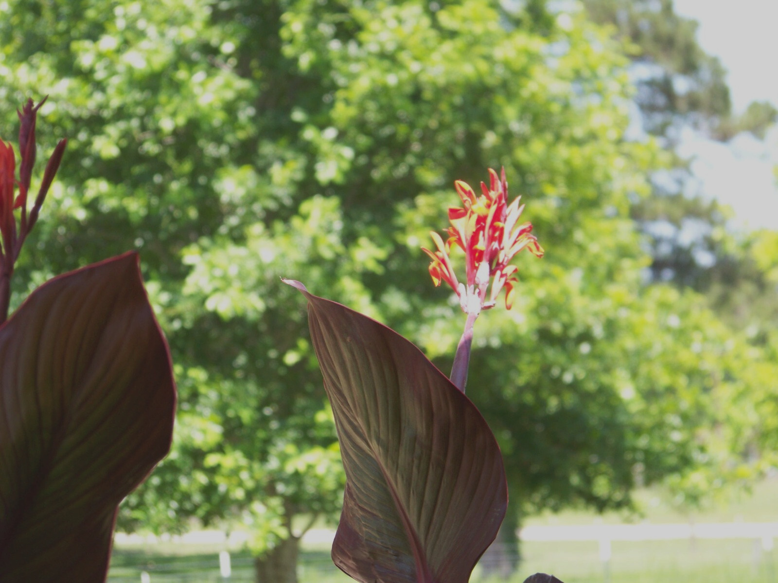 5 Canna Lily Bulbs – Red Blooms – Burgundy / Green Leaves
