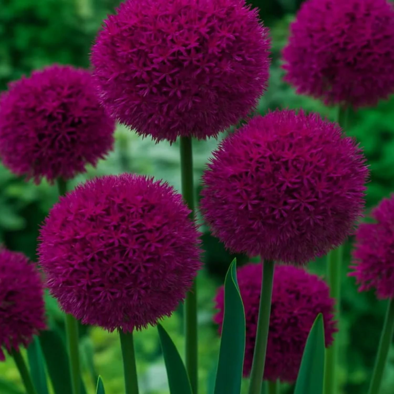 Allium Giganteum Seeds for Planting – 300+ Ornamental Onion Rabbit & Deer Resist