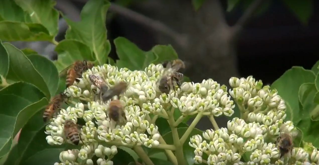 Korean Evodia | Bee-Bee Tree (Tetradium daniellii) Honeybees & Apiarists delight