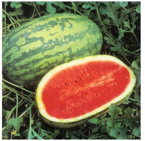 BIG JUBILEE WATERMELON SEEDS 35-40lbs of pure HUGE sweetness! NON GMO HEIRLOOM!!