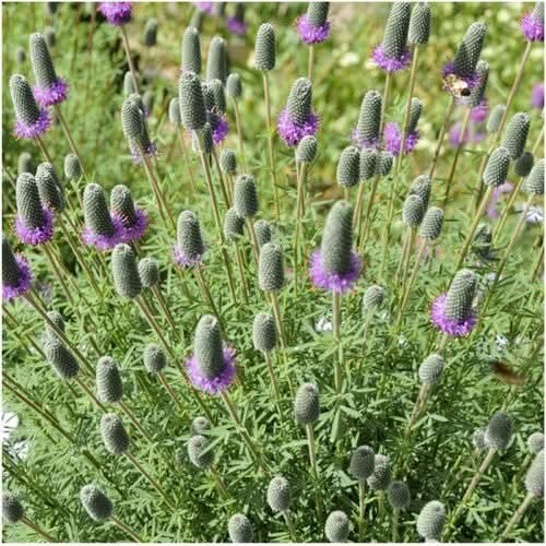 3 – Purple Prairie Clover Seeds For Planting Dalea Purpurea 1,600 Seeds